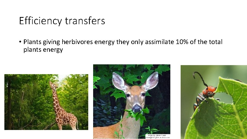 Efficiency transfers • Plants giving herbivores energy they only assimilate 10% of the total
