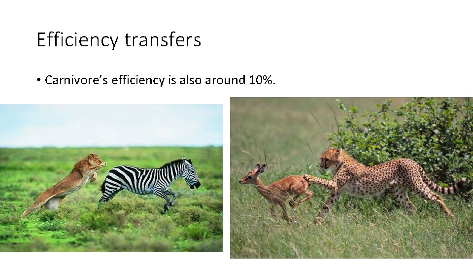 Efficiency transfers • Carnivore’s efficiency is also around 10%. 