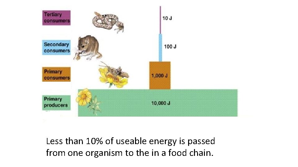 Less than 10% of useable energy is passed from one organism to the in
