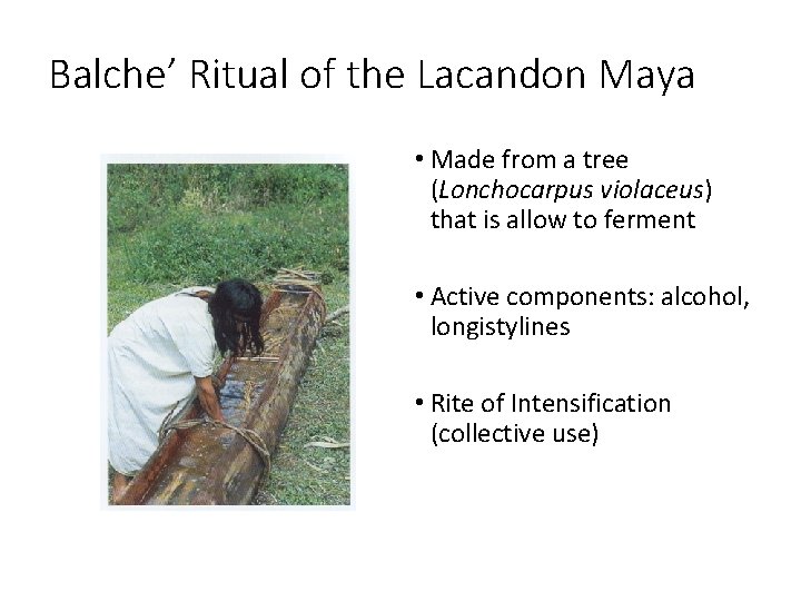 Balche’ Ritual of the Lacandon Maya • Made from a tree (Lonchocarpus violaceus) that
