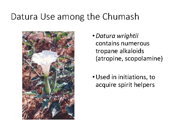 Datura Use among the Chumash • Datura wrightii contains numerous tropane alkaloids (atropine, scopolamine)