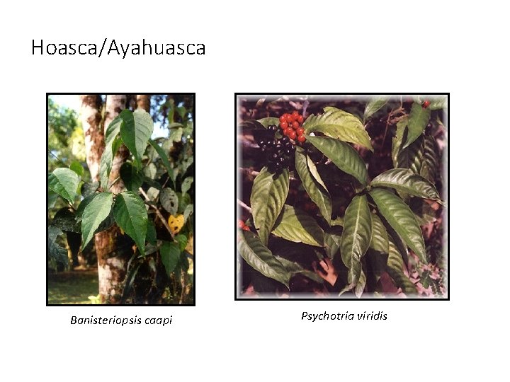 Hoasca/Ayahuasca Banisteriopsis caapi Psychotria viridis 