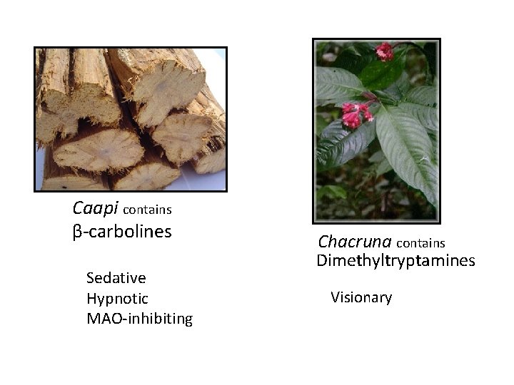 Caapi contains β-carbolines Sedative Hypnotic MAO-inhibiting Chacruna contains Dimethyltryptamines Visionary 