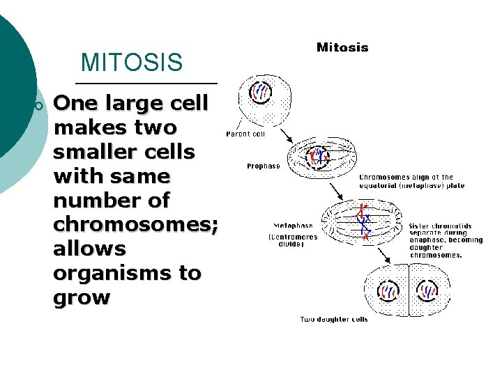 MITOSIS o One large cell makes two smaller cells with same number of chromosomes;