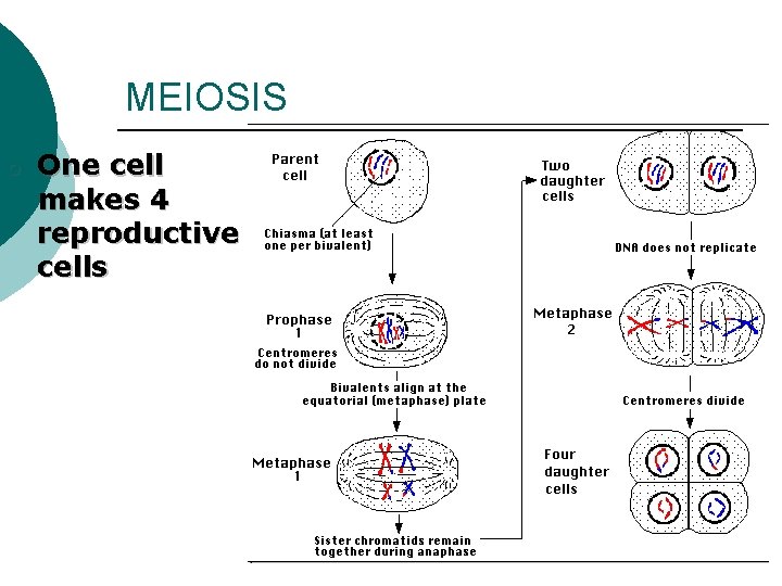 MEIOSIS o One cell makes 4 reproductive cells 