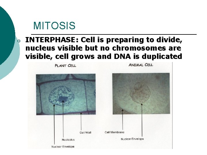 MITOSIS o INTERPHASE: Cell is preparing to divide, nucleus visible but no chromosomes are