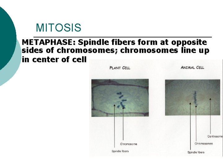 MITOSIS o METAPHASE: Spindle fibers form at opposite sides of chromosomes; chromosomes line up