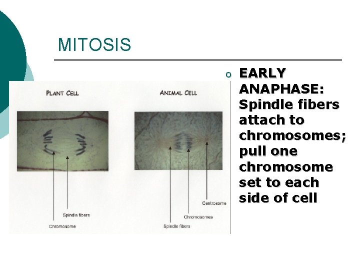 MITOSIS o EARLY ANAPHASE: Spindle fibers attach to chromosomes; pull one chromosome set to