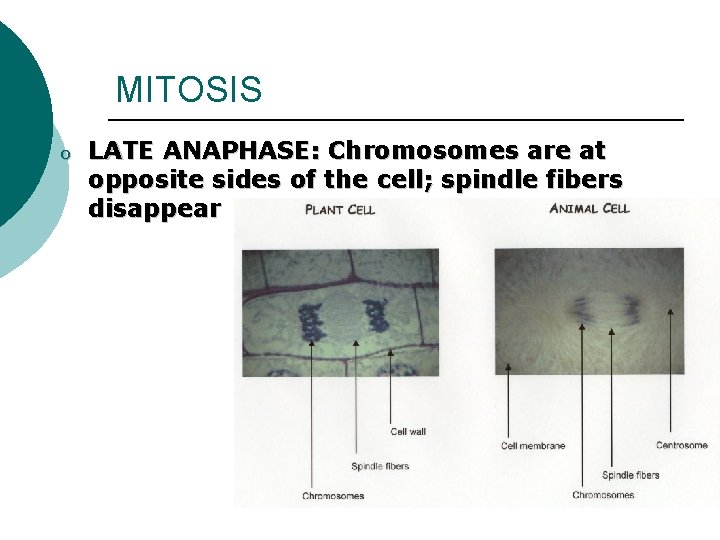 MITOSIS o LATE ANAPHASE: Chromosomes are at opposite sides of the cell; spindle fibers