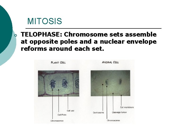 MITOSIS o TELOPHASE: Chromosome sets assemble at opposite poles and a nuclear envelope reforms