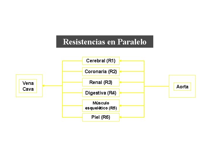 Resistencias en Paralelo Cerebral (R 1) Coronaria (R 2) Vena Cava Renal (R 3)