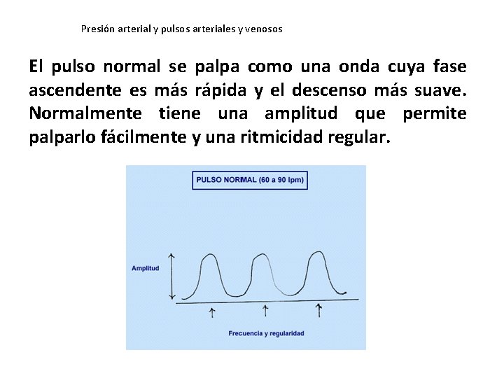 Presión arterial y pulsos arteriales y venosos El pulso normal se palpa como una