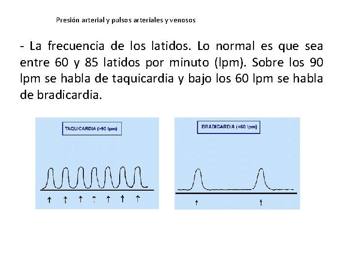 Presión arterial y pulsos arteriales y venosos - La frecuencia de los latidos. Lo