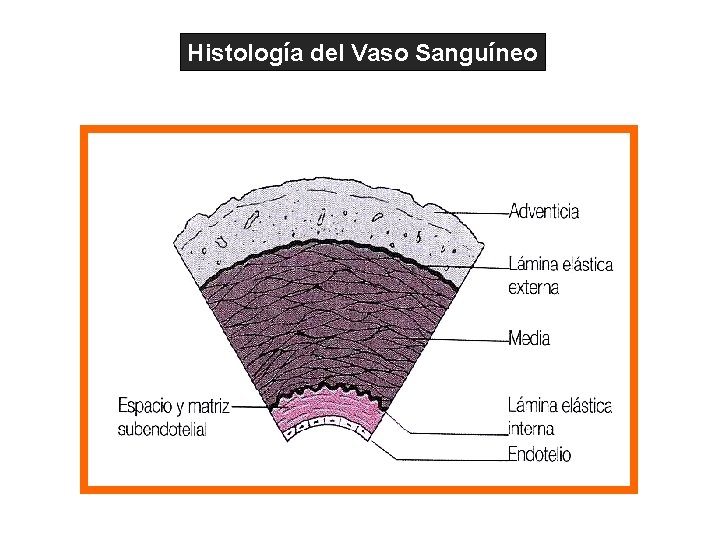 Histología del Vaso Sanguíneo 