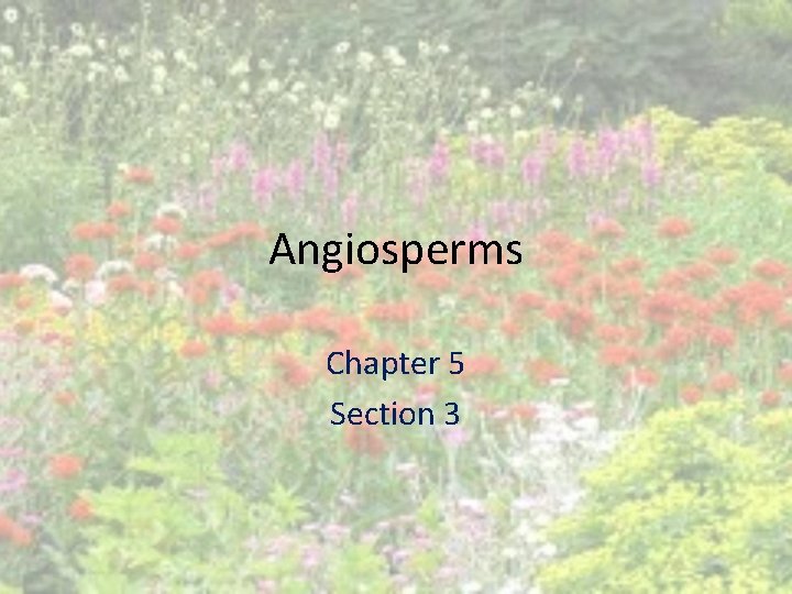 Angiosperms Chapter 5 Section 3 