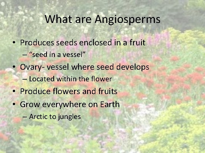 What are Angiosperms • Produces seeds enclosed in a fruit – “seed in a