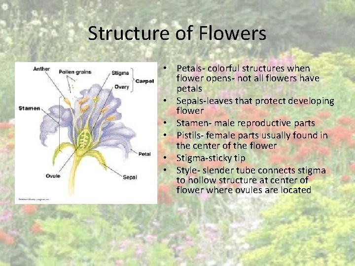 Structure of Flowers • Petals- colorful structures when flower opens- not all flowers have