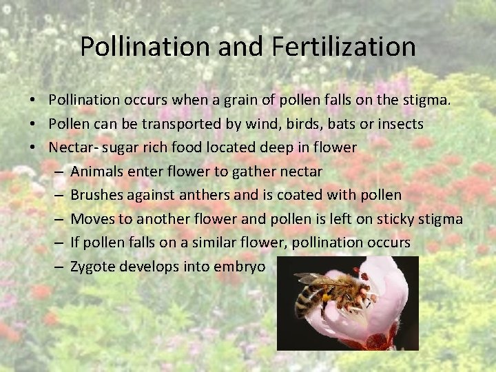 Pollination and Fertilization • Pollination occurs when a grain of pollen falls on the Pollination and Fertilization • Pollination occurs when a grain of pollen falls on the