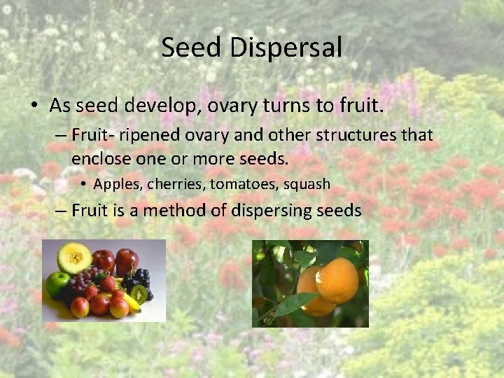 Seed Dispersal • As seed develop, ovary turns to fruit. – Fruit- ripened ovary Seed Dispersal • As seed develop, ovary turns to fruit. – Fruit- ripened ovary