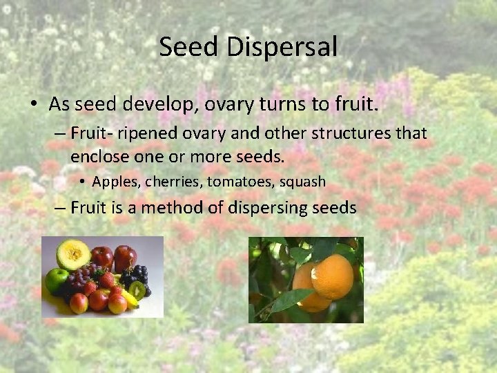 Seed Dispersal • As seed develop, ovary turns to fruit. – Fruit- ripened ovary
