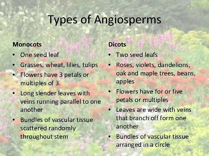 Types of Angiosperms Monocots Dicots • One seed leaf • Grasses, wheat, lilies, tulips Types of Angiosperms Monocots Dicots • One seed leaf • Grasses, wheat, lilies, tulips
