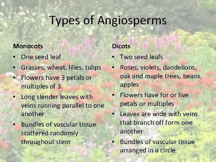 Types of Angiosperms Monocots Dicots • One seed leaf • Grasses, wheat, lilies, tulips