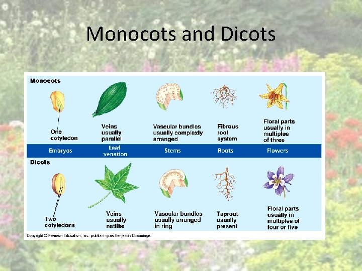 Monocots and Dicots Monocots and Dicots