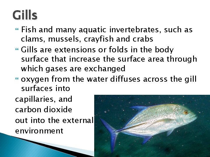 Gills Fish and many aquatic invertebrates, such as clams, mussels, crayfish and crabs Gills