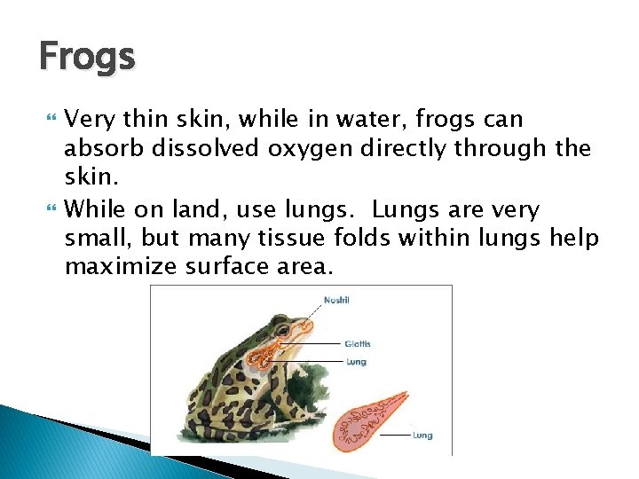 Frogs Very thin skin, while in water, frogs can absorb dissolved oxygen directly through