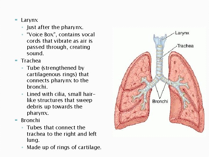  Larynx ◦ Just after the pharynx. ◦ “Voice Box”, contains vocal cords that