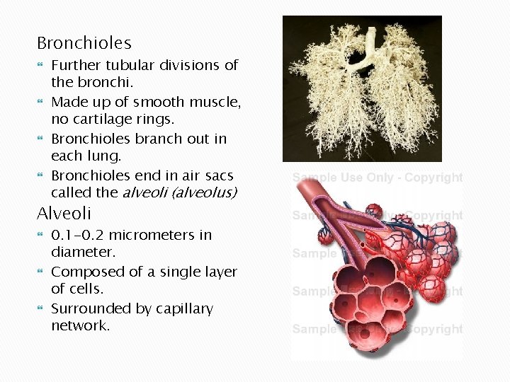 Bronchioles Further tubular divisions of the bronchi. Made up of smooth muscle, no cartilage