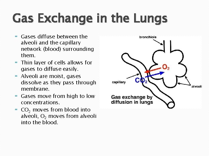 Gas Exchange in the Lungs Gases diffuse between the alveoli and the capillary network