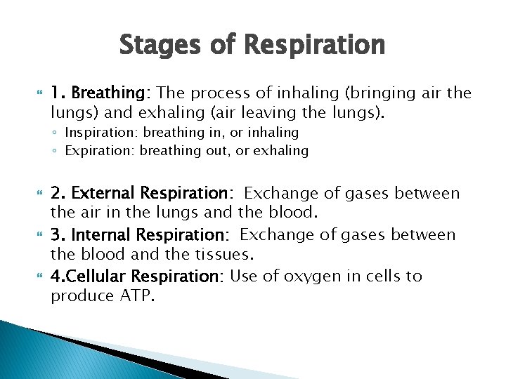 Stages of Respiration 1. Breathing: The process of inhaling (bringing air the lungs) and