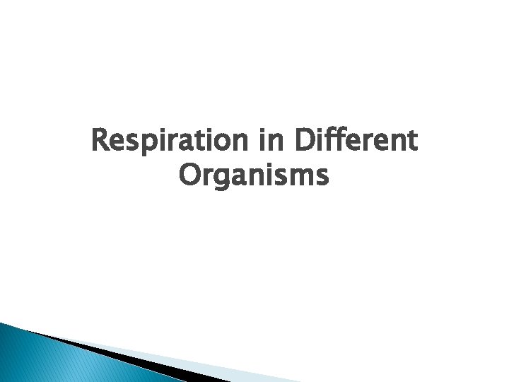 Respiration in Different Organisms 