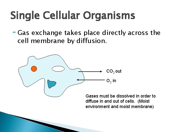 Single Cellular Organisms Gas exchange takes place directly across the cell membrane by diffusion.