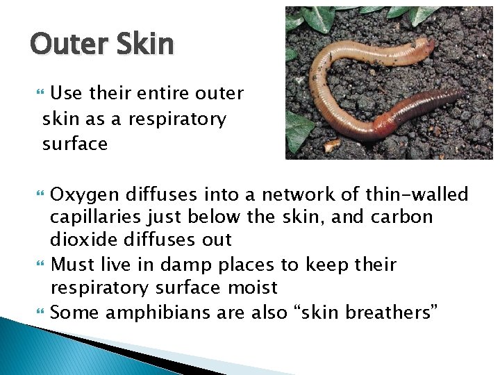Outer Skin Use their entire outer skin as a respiratory surface Oxygen diffuses into