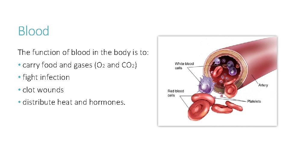 Blood The function of blood in the body is to: • carry food and