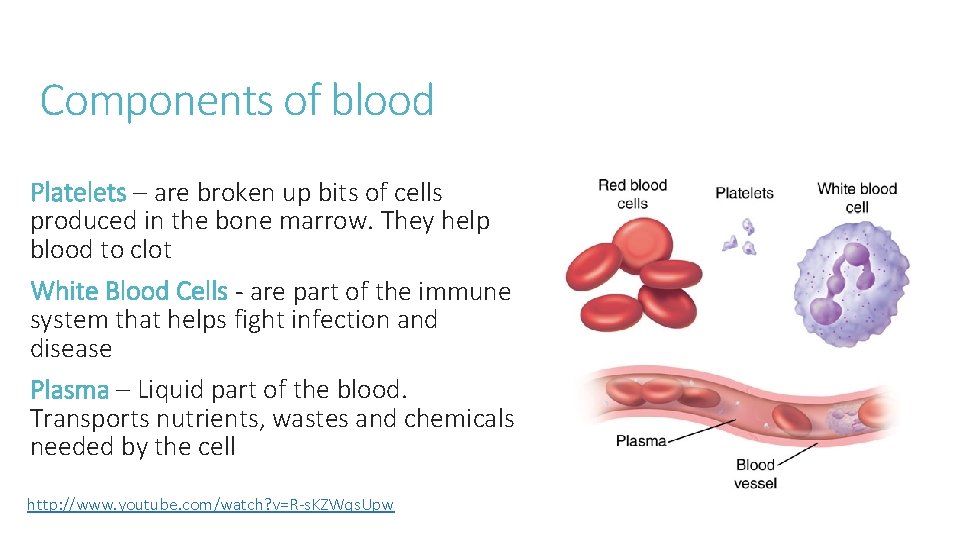 Components of blood Platelets – are broken up bits of cells produced in the