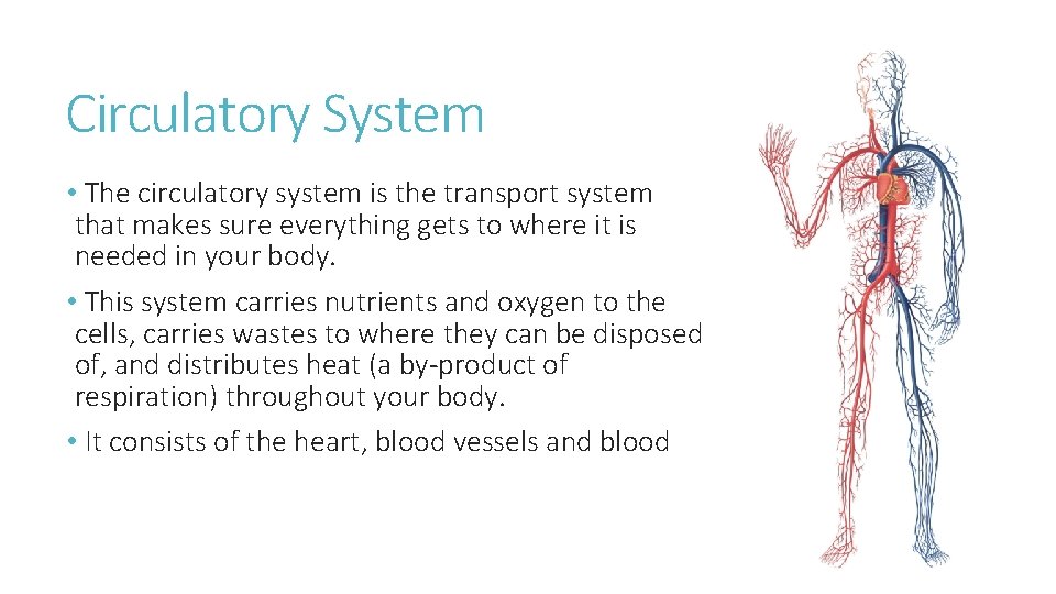 Circulatory System • The circulatory system is the transport system that makes sure everything