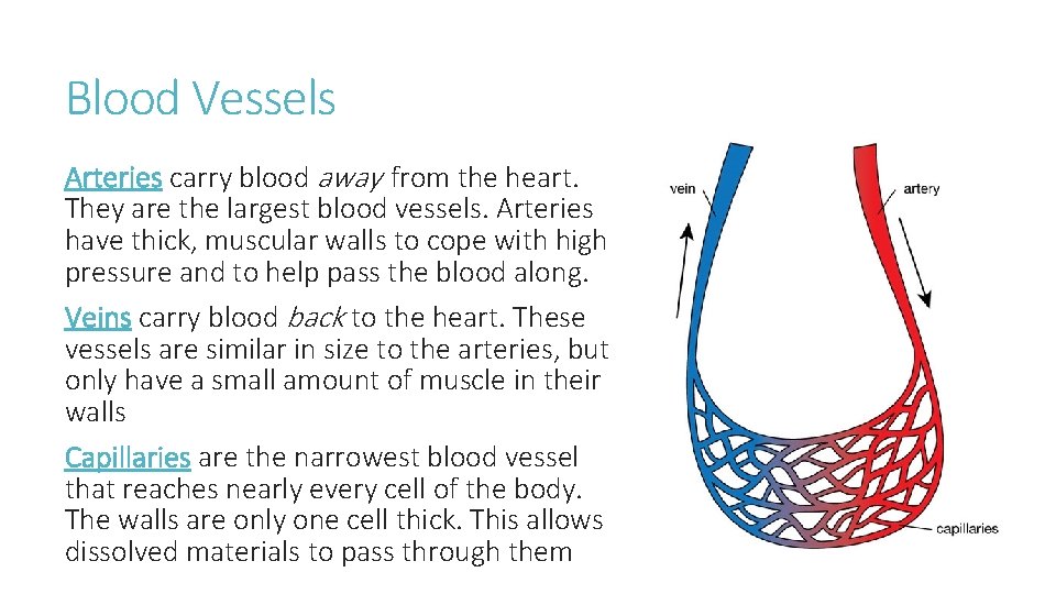 Blood Vessels Arteries carry blood away from the heart. They are the largest blood