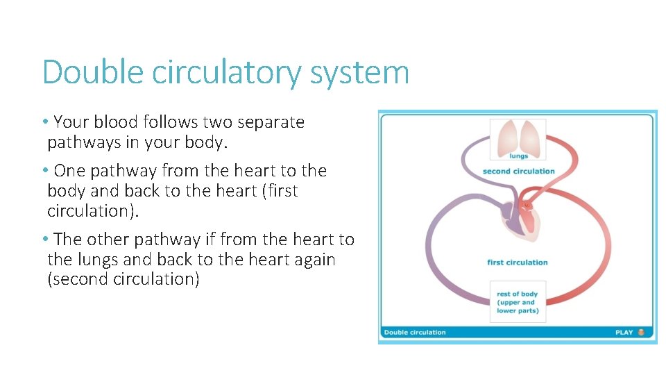 Double circulatory system • Your blood follows two separate pathways in your body. •