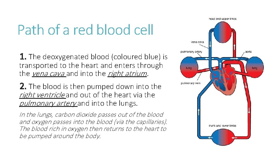 Path of a red blood cell 1. The deoxygenated blood (coloured blue) is transported