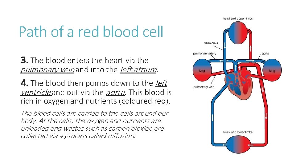 Path of a red blood cell 3. The blood enters the heart via the