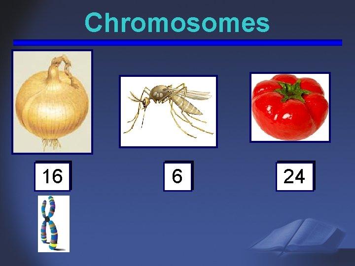 Chromosomes 16 6 24 