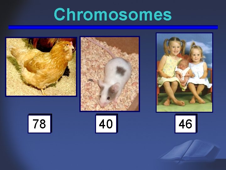 Chromosomes 78 40 46 