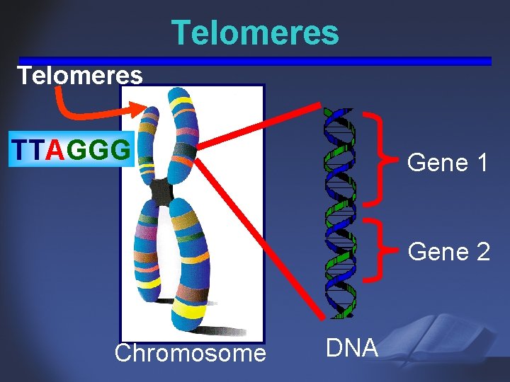 Telomeres TTAGGG Gene 1 Gene 2 Chromosome DNA 