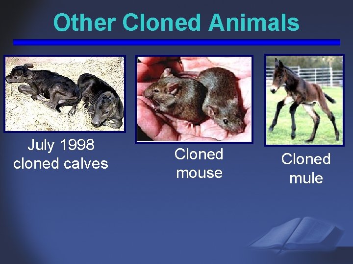 Other Cloned Animals July 1998 cloned calves Cloned mouse Cloned mule 