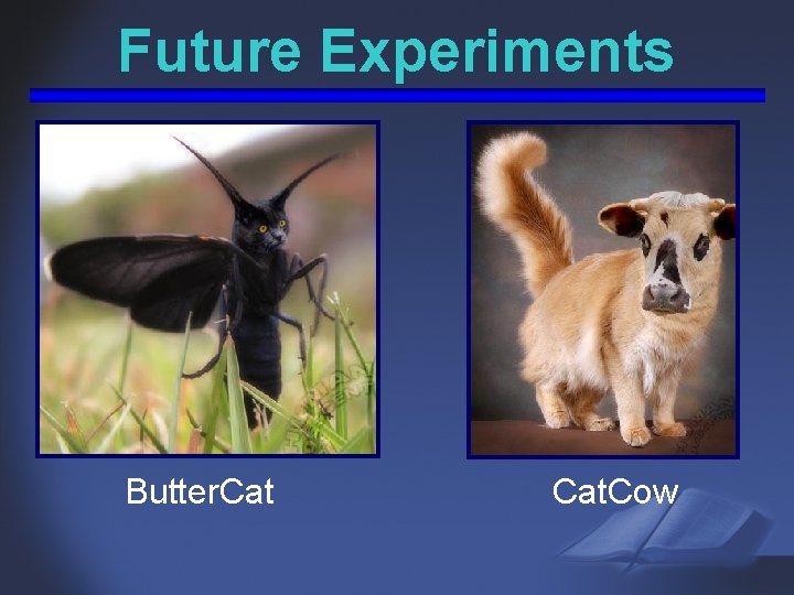 Future Experiments Butter. Cat. Cow 