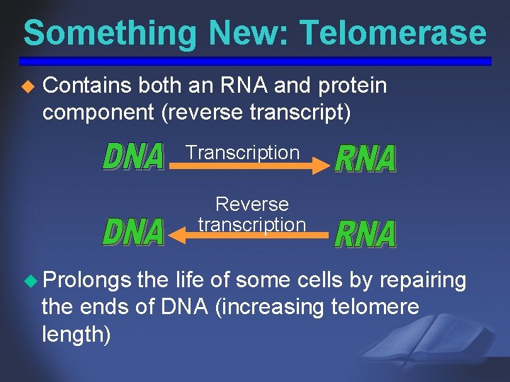 Something New: Telomerase u Contains both an RNA and protein component (reverse transcript) Transcription