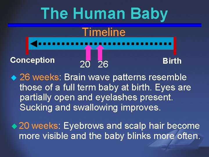 The Human Baby Timeline Conception Birth 20 26 u 26 weeks: Brain wave patterns